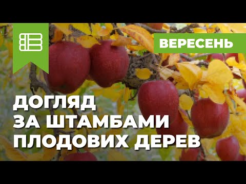 10 вопросов о побелке деревьев осенью – отвечает садовод со стажем