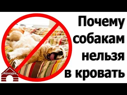 Почему собака копает в кровати