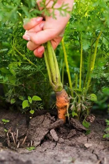 Подкормка моркови в июне, июле, августе. Как удобрения влияют на вкус и лёжкость моркови