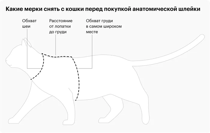 Можно ли гулять с кошкой на улице