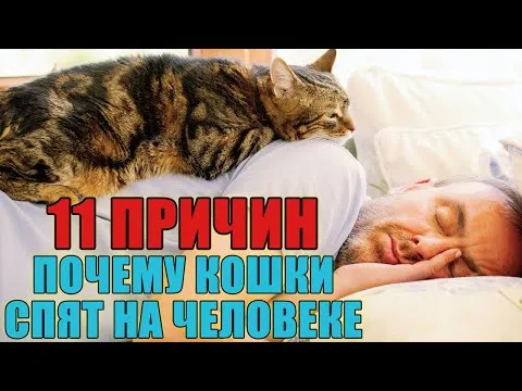 Как объяснить почему кошки такие милые по мнению большинства людей