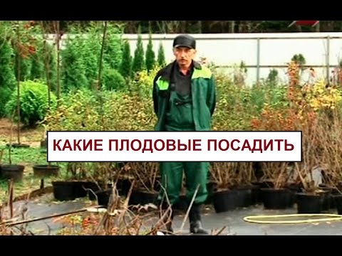 6 неприхотливых ягодных кустарников, которые вы еще успеете посадить