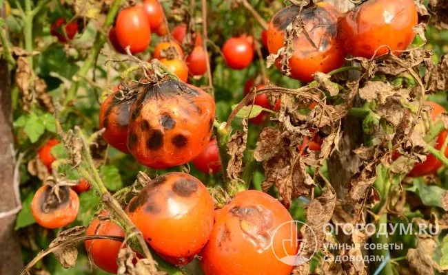 Пораженные фитофторой плоды теряют свои товарные и вкусовые качества и не годятся в пищу