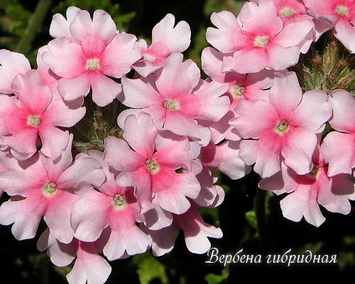 Вербена гибридная Verbena x hybrida