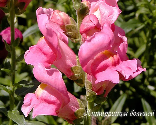 Антирринум Antirrhinum majus