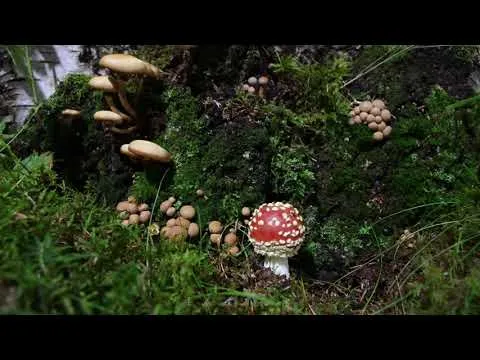 Как растут грибы. МУХОМОР КРАСНЫЙ (Amanita muscaria)