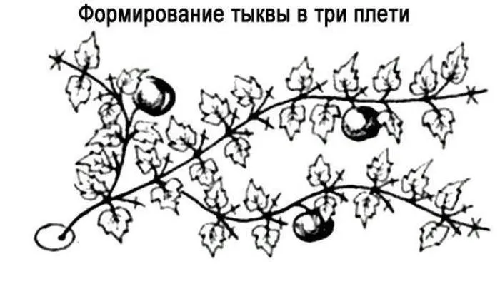 Как формировать тыкву в открытом грунте: схема + в теплице