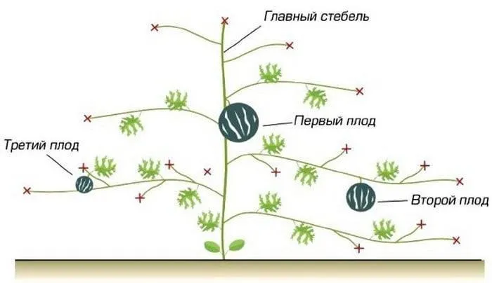 Уход за тыквой в открытом грунте; прищипывание - агро портал