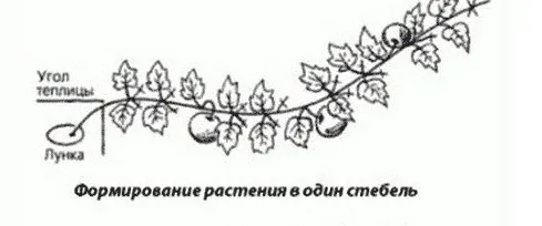 Формируем огурец и тыкву. Зачем нужно обязательно прищипывать лишние побеги