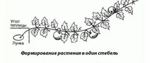 Как прищипывать и формировать тыкву в открытом грунте: три способа формирования, варианты посадки тыквы, уход за культурой