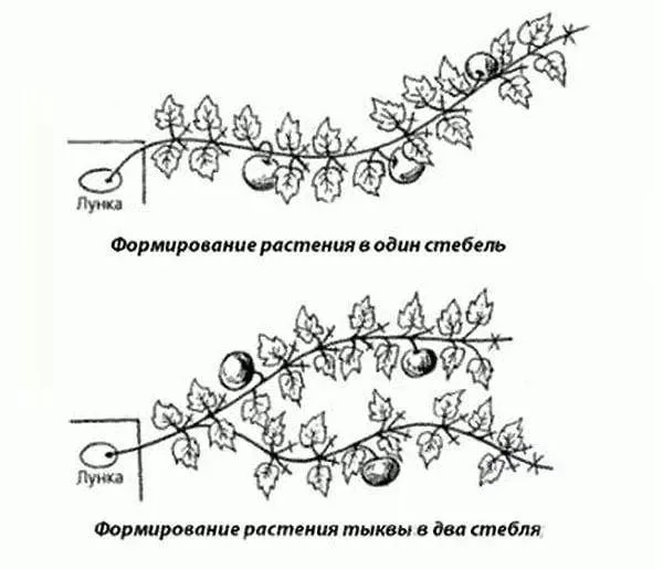 Как прищипывать тыкву в открытом грунте: схема формирования с видео