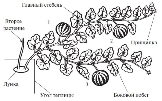 Сроки формирования тыквы