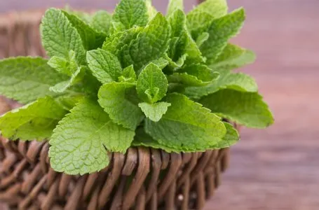 6 сортов мяты, которые удивят своим вкусом