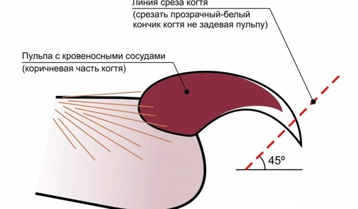 Как подстричь когти собаке: 6 советов (видео)