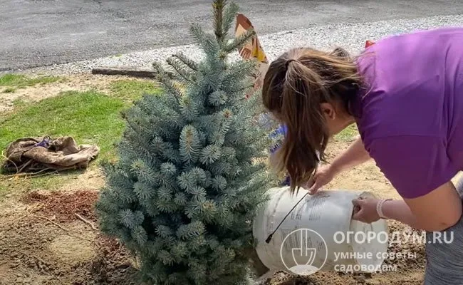 В результате переувлажнения, особенно на ранних этапах развития, корни могут загнить