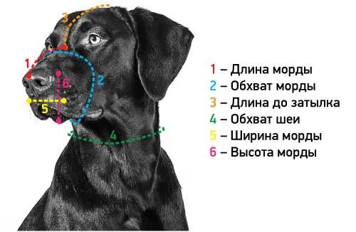 Голова собаки с местами снятия мерок