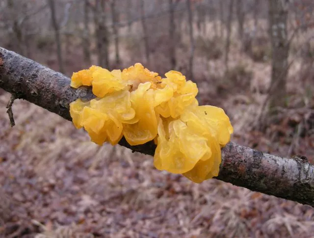 Дрожалка оранжевая, она же тремелла плёнчатая (Tremella mesenterica)