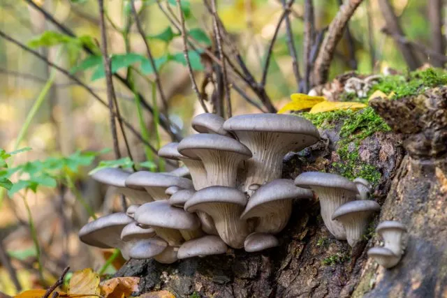 Устричная вёшенка (Pleurotus ostreatus)