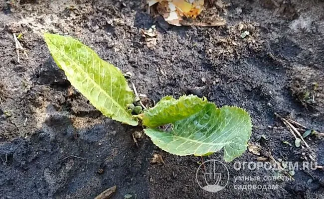 Подготовка почвы перед посадкой хрена