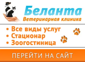 Собака которая не лает басенджи Басенджи что ещё нужно знать о породе которая не умеет лаять