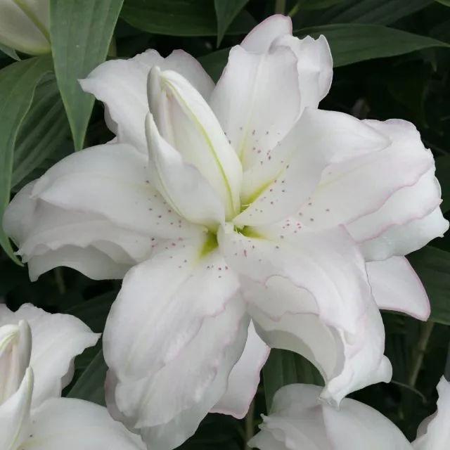 Лилии сорта Лотус Пюре (Lilium ‘Lotus Pure’)