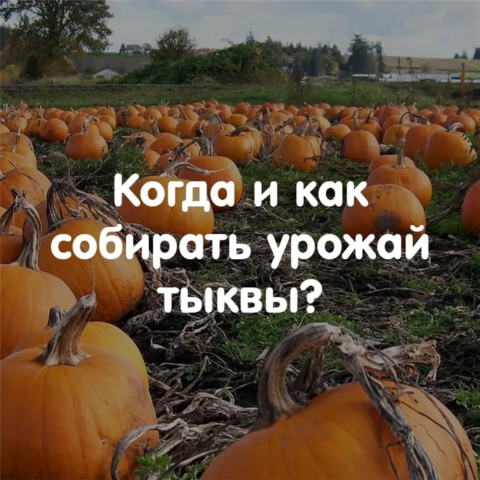 Сроки уборки тыквы с грядки