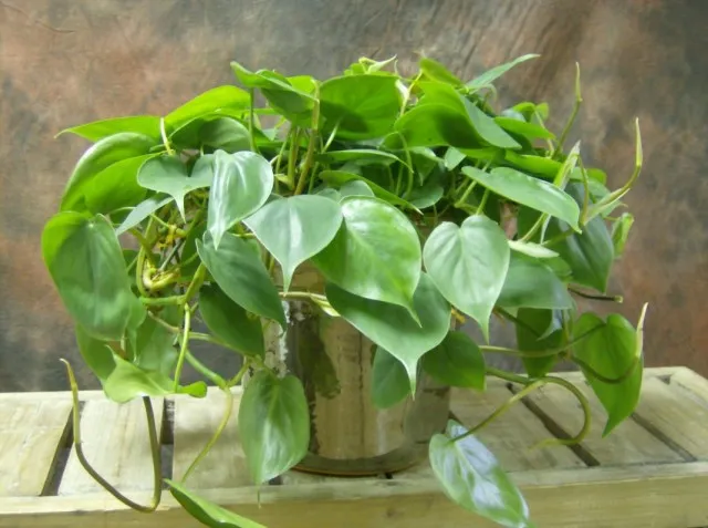 Филодендрон плющевидный (Philodendron hederaceum)