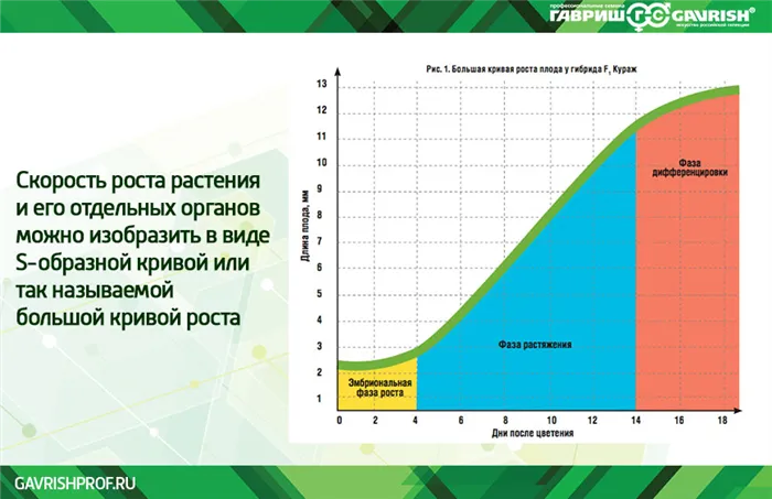 Кривяа роста огурца