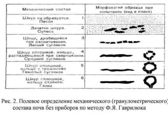 В высоких выдувается влага: как сделать идеальную грядку и правильно разместить овощи на участке