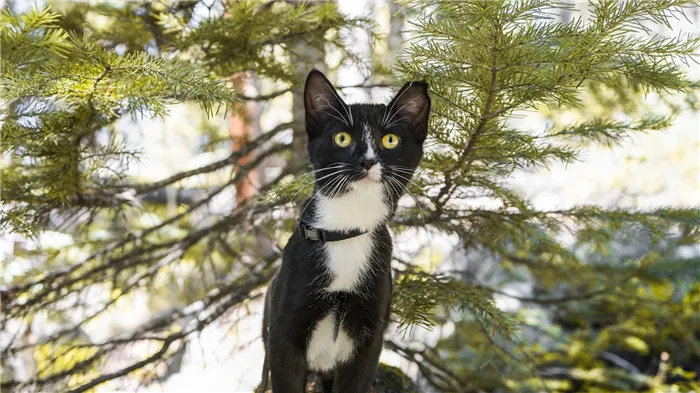 Кошка забирается на дерево