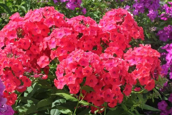 Флокс метельчатый (Phlox paniculata)