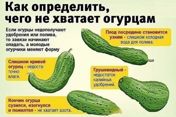 Чего не хватает огурцам