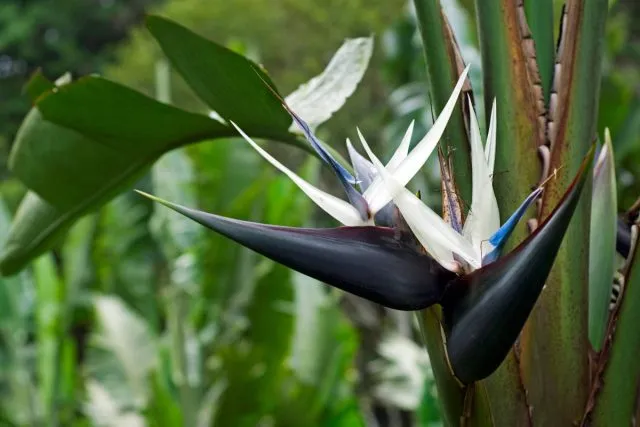 Стрелиция Николая (Strelitzia nicolai)