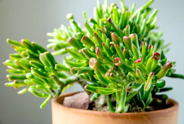 Крассула яйцевидная Голлум (Crassula ovata ’Gollum’)