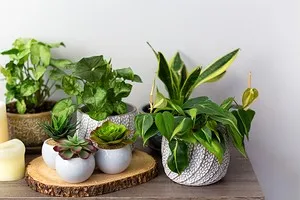 Monstera minima