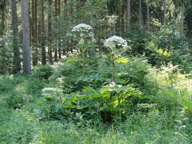 Борщевик Мантегацци (Heracleum mantegazzianum)