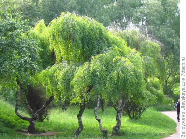 Береза повислая, фото автора