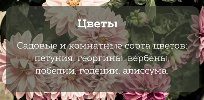 Огурцам не подходят ветренные места и северная сторона