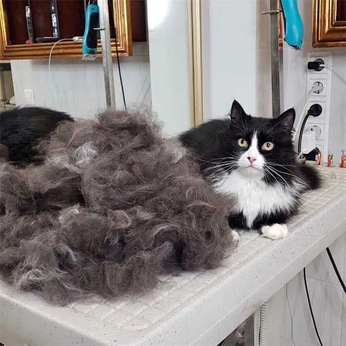 расческа для кота