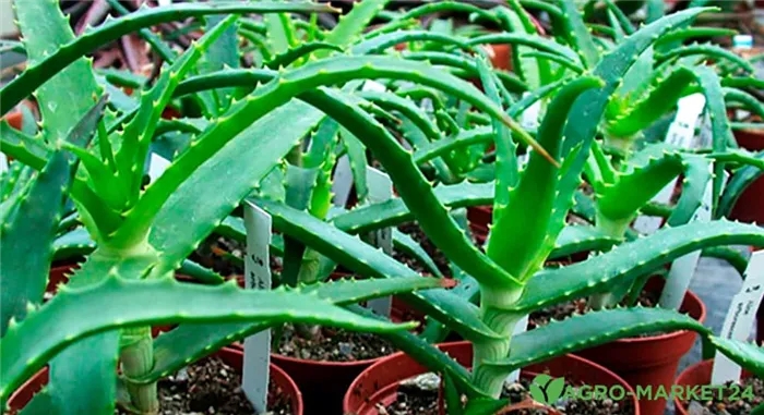 aloe2-min.jpg