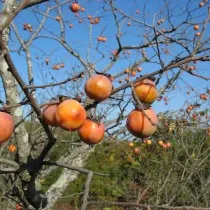 Хурма Виргинская (Diospyros virginiana)