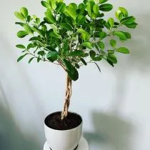 Фикус микрокарпа (Ficus microcarpa), сорт Мокламе (Moclame) 