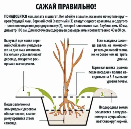 Летом лучше саженцы деревьев с закрытой корневой системой