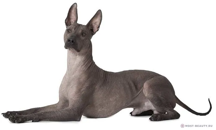 Mexikanischer Nackthund (Xoloitzcuintle)