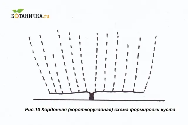 Кордонная схема формирования винограда