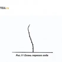 Формирование куста по кордонной схеме начинается с выгонки однолетней лозы