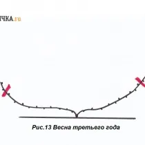 Весной лозы укорачивают на 8-10 почек