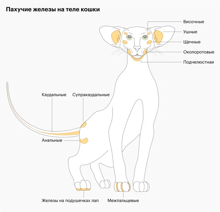 Кошка ходит мимо лотка по нескольким причинам