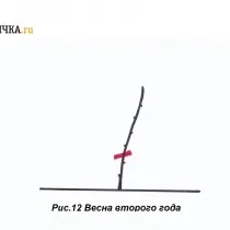 Перезимовавшую под укрытием лозу раскрывают и обрезают, оставляя две почки над поверхностью земли