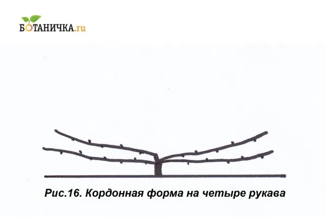 У кордонной формы может быть и не 2, а 4 рукава